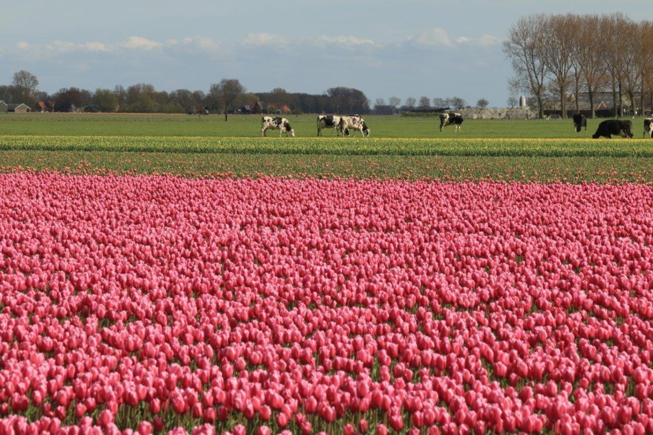 Hotelhuisjes Aartswoud Exteriér fotografie